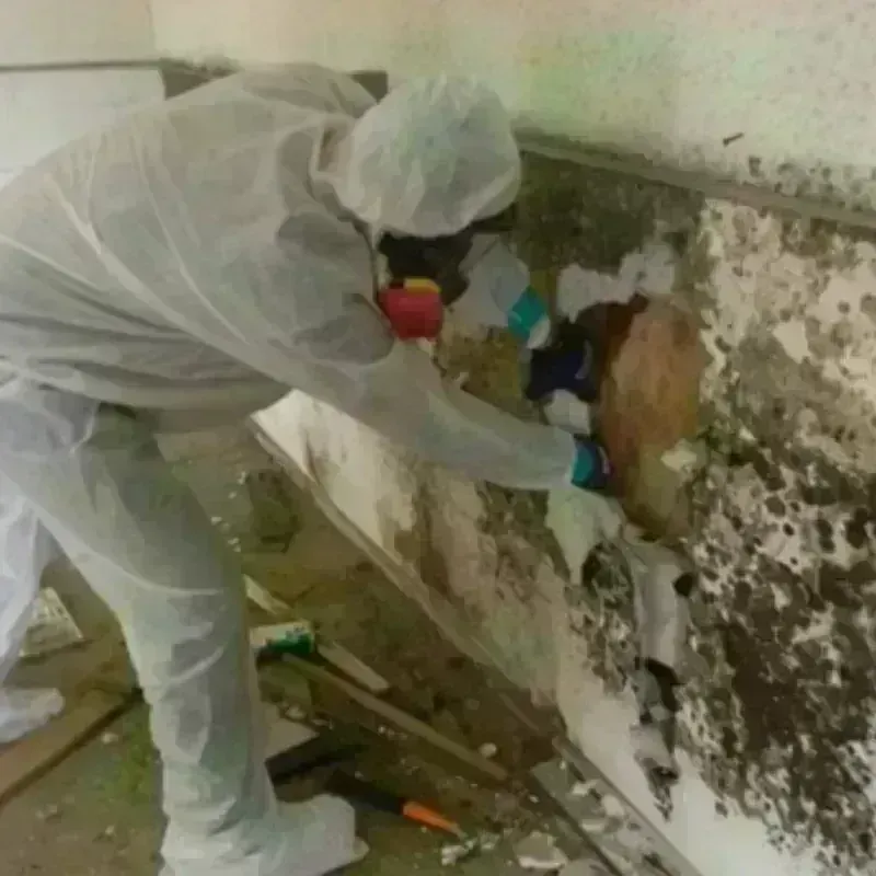 Mold Remediation and Removal in Deltana, AK